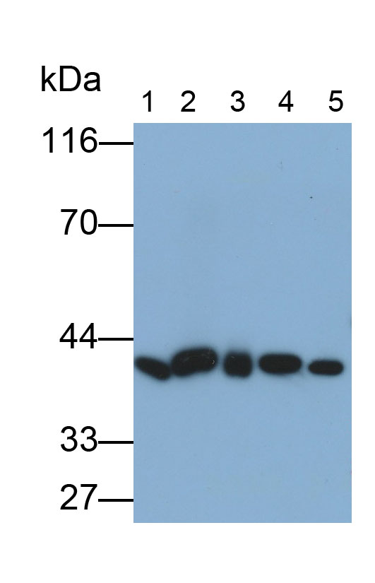 谷氧還蛋白3(GLRX3)單克隆抗體