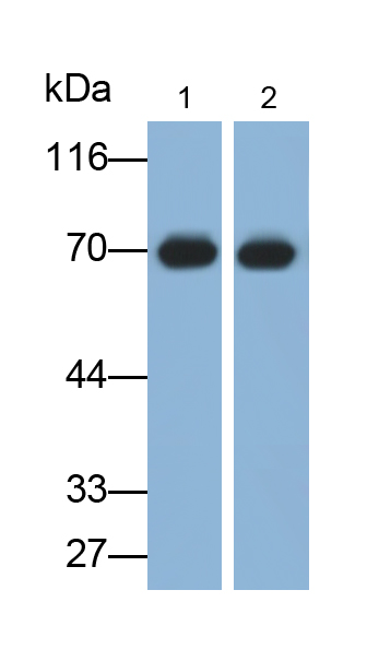 复制蛋白A1(RPA1)单克隆抗体