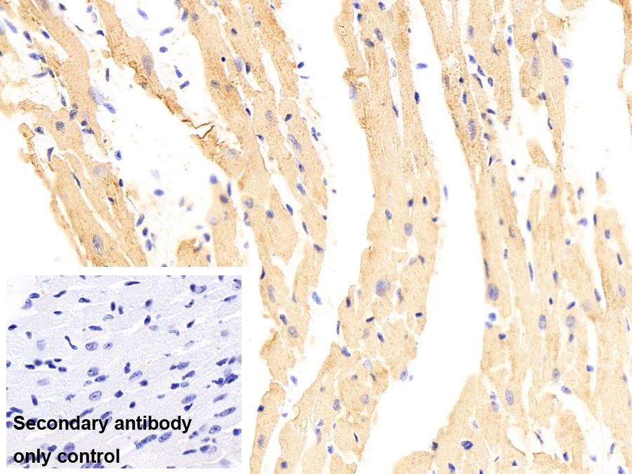 肌纤蛋白(MYOC)单克隆抗体