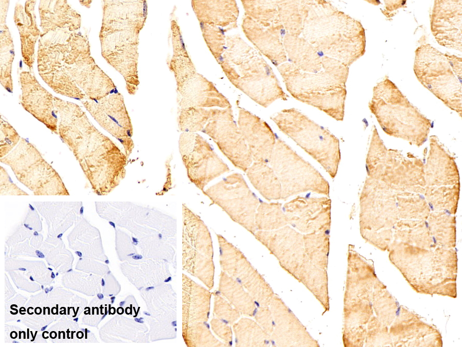 肌纤蛋白(MYOC)单克隆抗体