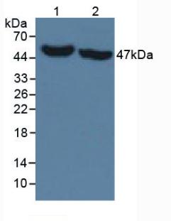 异柠檬酸脱氢酶1(IDH1)单克隆抗体