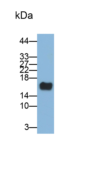半胱氨酸蛋白酶抑制剂6(CST6)单克隆抗体