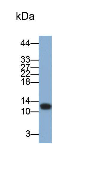 腎低鎂血癥蛋白2(HOMG2)單克隆抗體