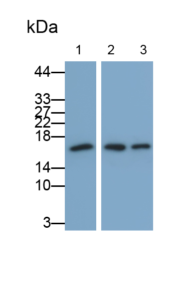 泛素交叉反應(yīng)蛋白(UCRP)單克隆抗體