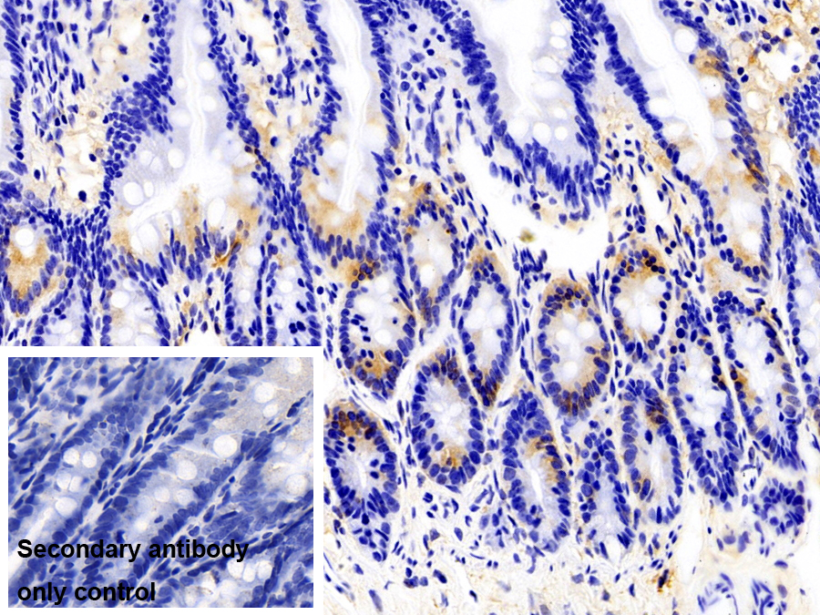 醌NADH脱氢酶1(NQO1)单克隆抗体