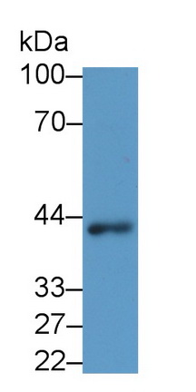 無翅型MMTV整合位點家族成員3A(WNT3A)單克隆抗體