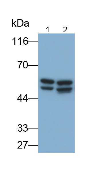 骨成型蛋白2(BMP2)多克隆抗体