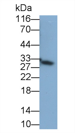 FMS樣酪氨酸激酶3配體(Flt3L)多克隆抗體
