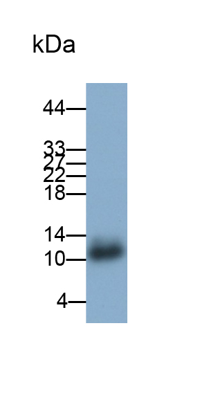 趨化因子 (C-X-C基序)配體1(CXCL1)多克隆抗體
