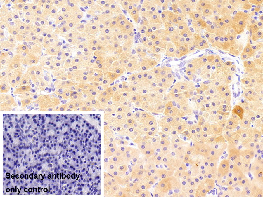 胰島素樣生長因子1(IGF1)多克隆抗體