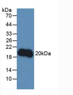 白介素10(IL10)多克隆抗體