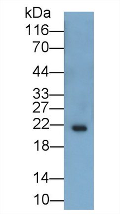 白介素11(IL11)多克隆抗體