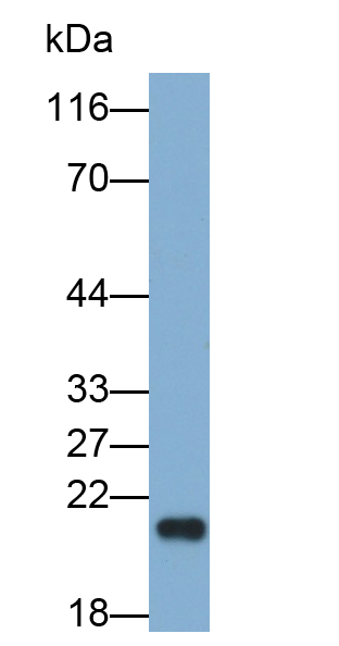 白介素18(IL18)多克隆抗體