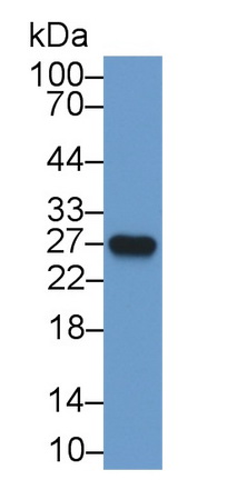 白介素18(IL18)多克隆抗體