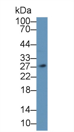 白介素1α(IL1a)多克隆抗体