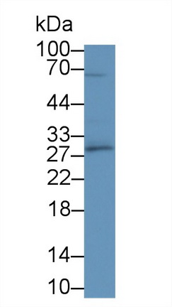 白介素1α(IL1a)多克隆抗体