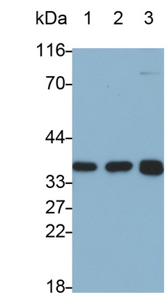白介素1α(IL1a)多克隆抗体