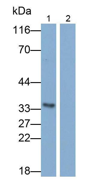 白介素1α(IL1a)多克隆抗体