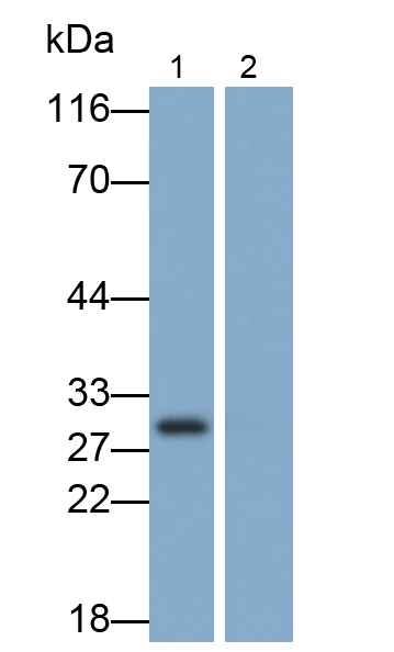 白介素1α(IL1a)多克隆抗体