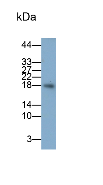 白介素4(IL4)多克隆抗體