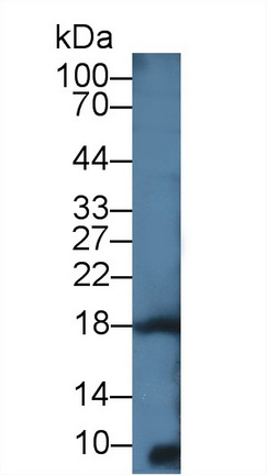白介素4(IL4)多克隆抗體