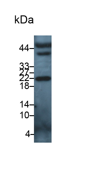 白介素5(IL5)多克隆抗体