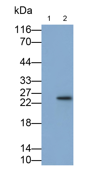 白介素6(IL6)多克隆抗体