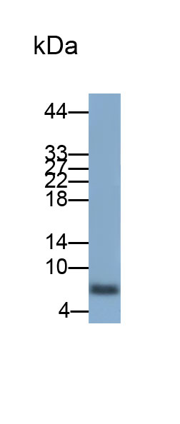 白介素8(IL8)多克隆抗體
