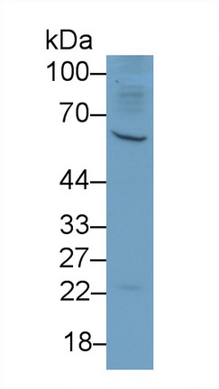 巨噬细胞集落刺激因子(MCSF)多克隆抗体