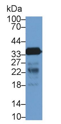 CD40配體(CD40L)多克隆抗體