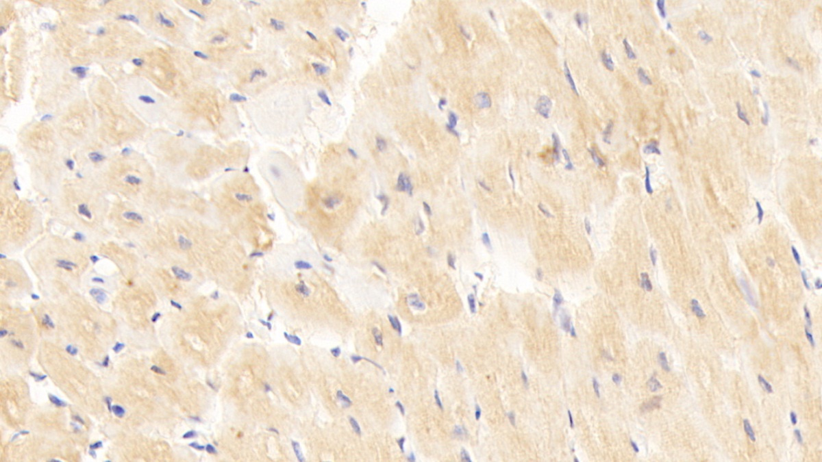 CD40配體(CD40L)多克隆抗體