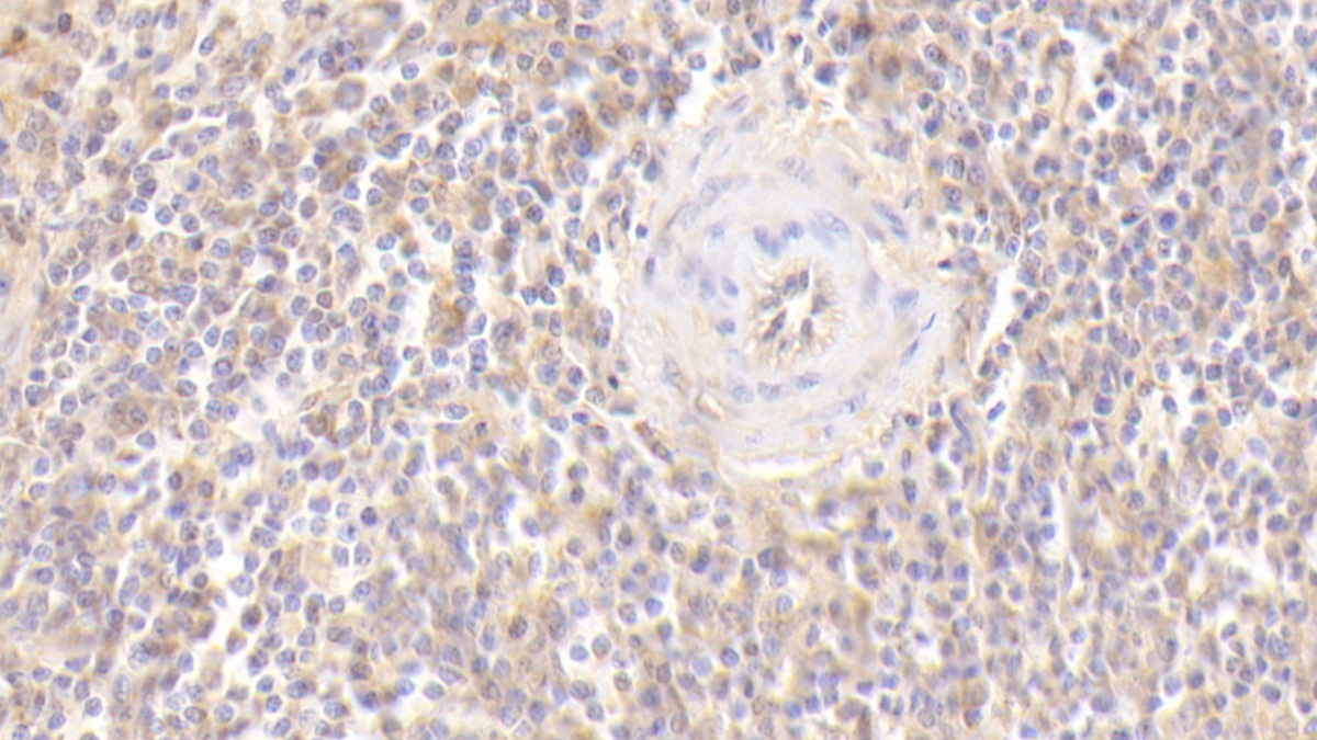CD40配體(CD40L)多克隆抗體