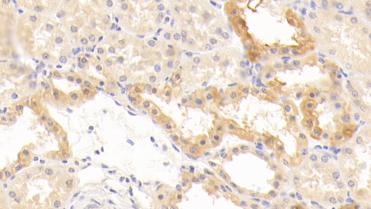 CD40配體(CD40L)多克隆抗體