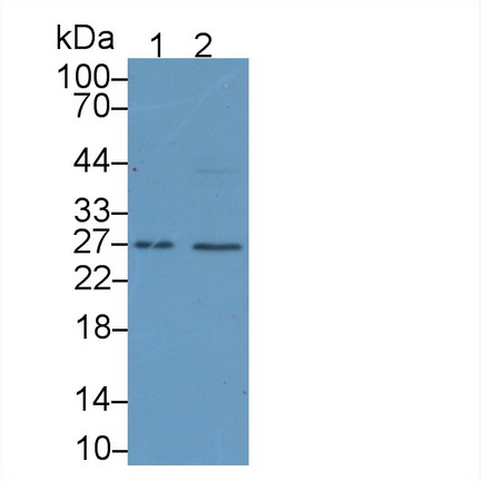CD40配體(CD40L)多克隆抗體