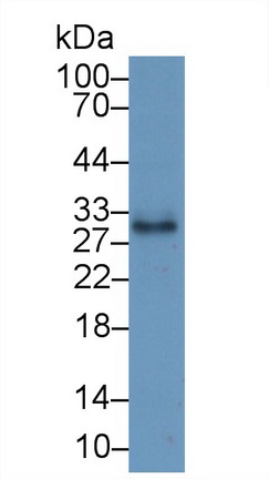 CD40配体(CD40L)多克隆抗体