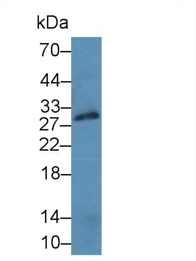 CD40配体(CD40L)多克隆抗体