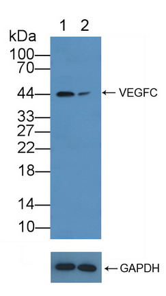 血管内皮生长因子C(VEGFC)多克隆抗体