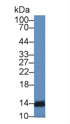 干扰素α4(IFNa4)多克隆抗体