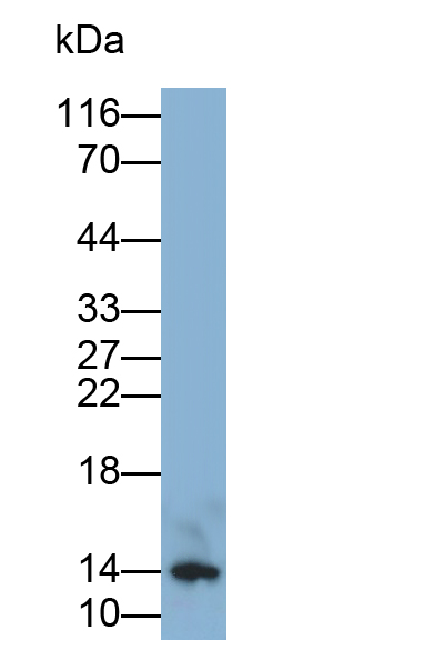 干扰素α4(IFNa4)多克隆抗体