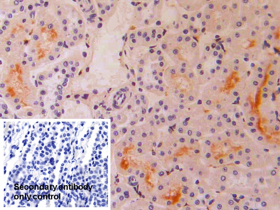 干擾素α4(IFNa4)多克隆抗體