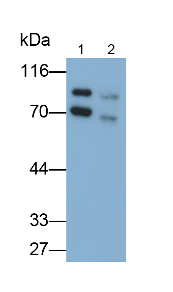 酸性葡糖苷酶α(GaA)多克隆抗體