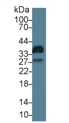 生長停滯特異性蛋白2(GAS2)多克隆抗體