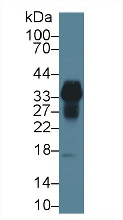 生長停滯特異性蛋白2(GAS2)多克隆抗體