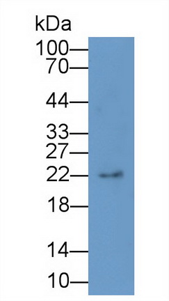 白介素1受體拮抗劑(IL1RA)多克隆抗體