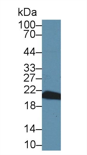親環(huán)素B(CYPB)多克隆抗體