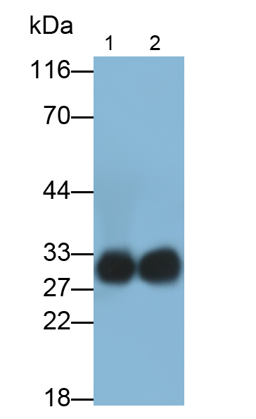 絲氨酸蛋白酶1(PRSS1)多克隆抗體
