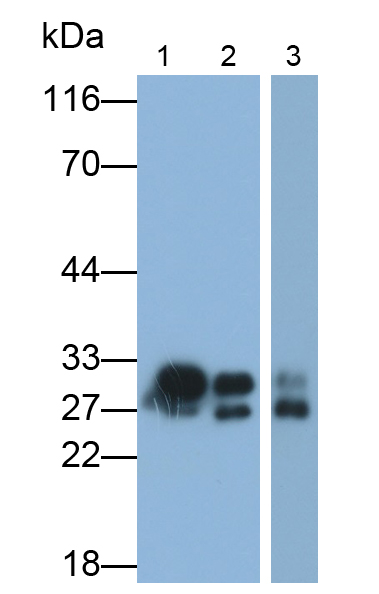 絲氨酸蛋白酶1(PRSS1)多克隆抗體