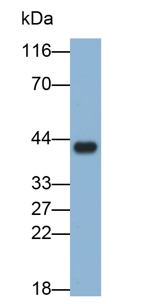 對氧磷酶1(PON1)多克隆抗體