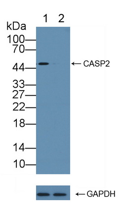 胱天蛋白酶2(CASP2)多克隆抗體