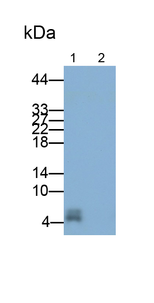 載脂蛋白C1(APOC1)多克隆抗體